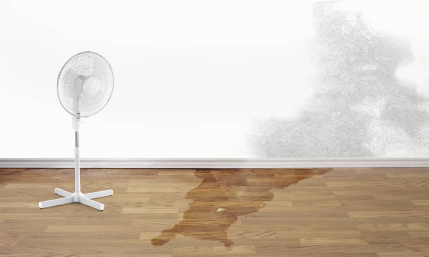 Best Professional water damage repair  in Kahaluu, HI